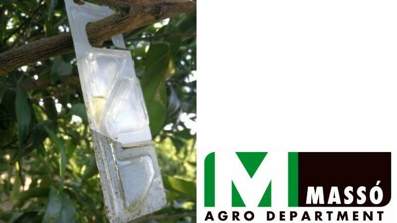 Masso-16x9-y-800x450|masso 16 recortada (2)|masso 16 recortada (2) buena